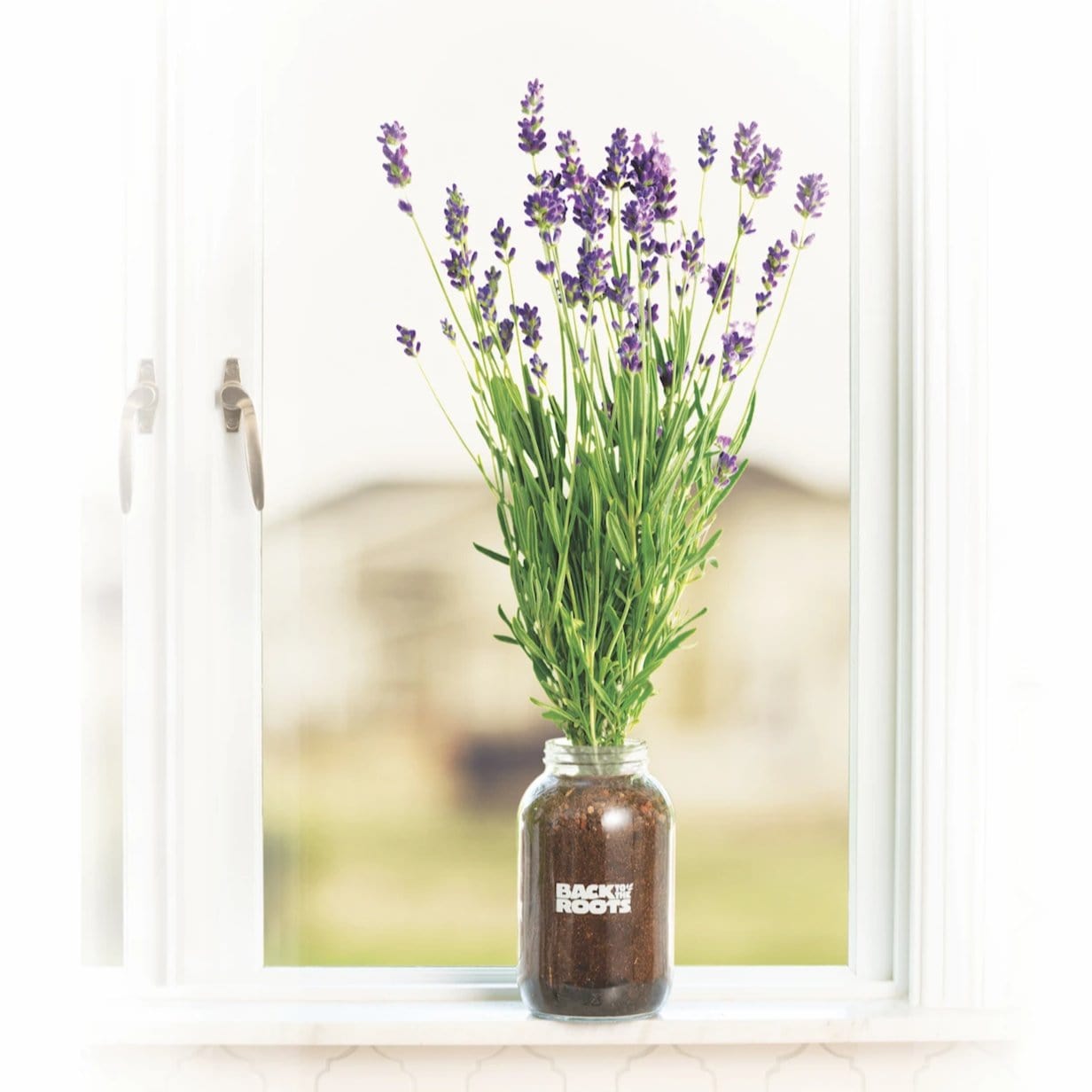 The Back to the Roots Buy 1 More Organic Lavender Windowsill Planter sits on a white windowsill, filled with soil and organic lavender blooms, with a blurred outdoor scene visible through the open window.
