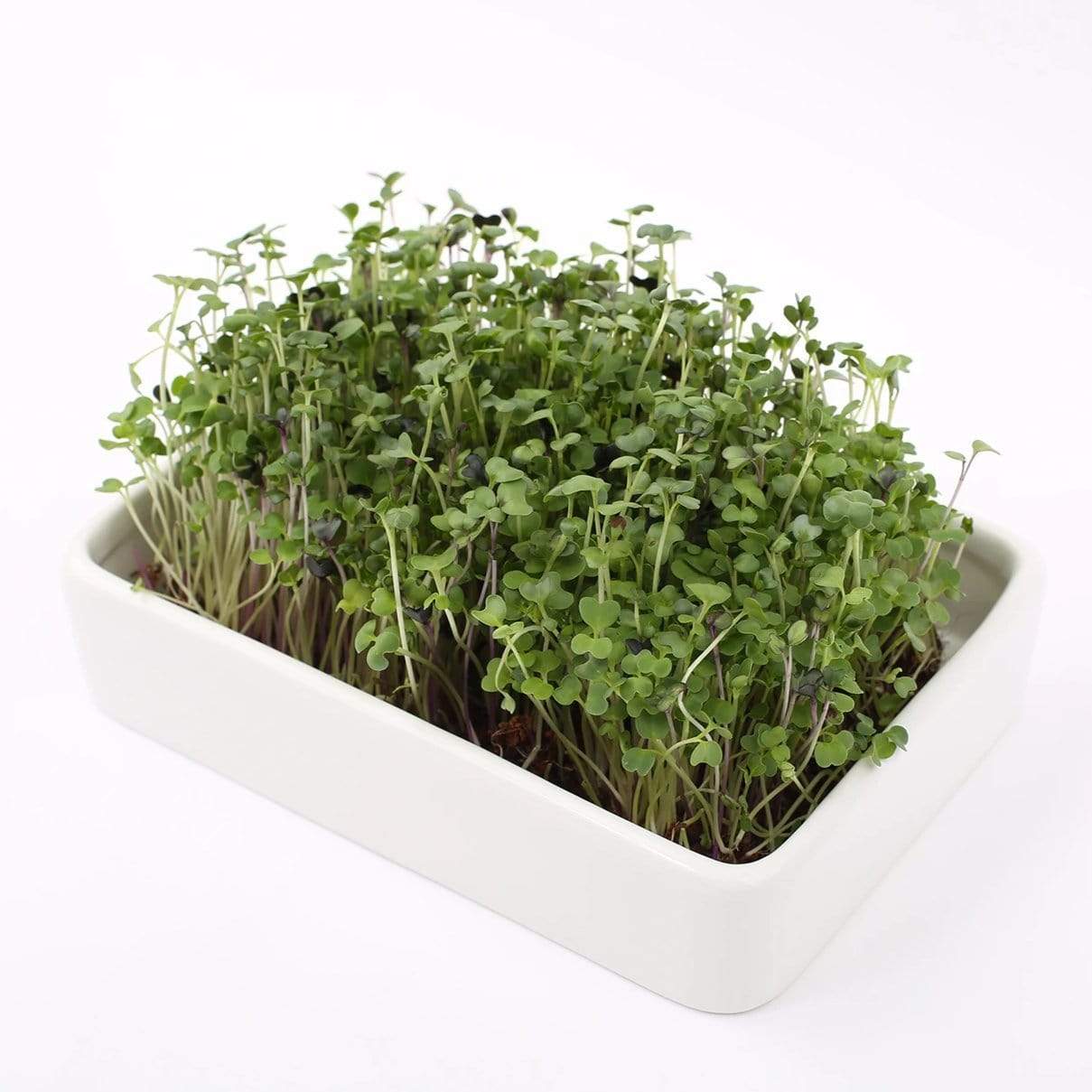 White rectangular ceramic grow tray filled with lush green microgreens on white background. - Ceramic Microgreen Grow Tray (no seeds, just planter tray) - Default Title - Back to the Roots