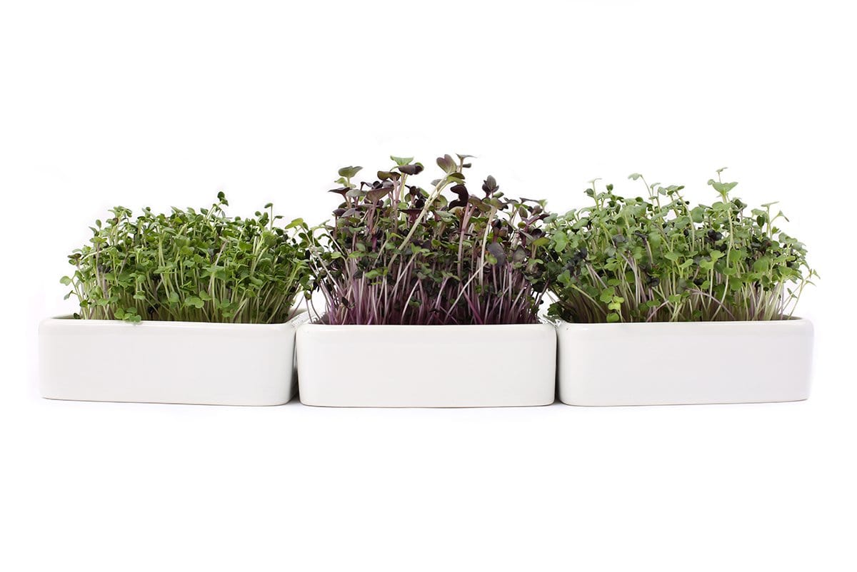 Set of three white ceramic rectangular planters filled with fresh green and purple microgreens on a white background. - Ceramic Microgreens Planter, 3-Pack - Default Title - Back to the Roots