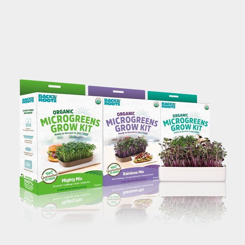 Three Back to the Roots Microgreens Grow Kit (3-Pack) sets with ceramic planters are shown side by side, each tray filled with vibrant, thriving microgreens.