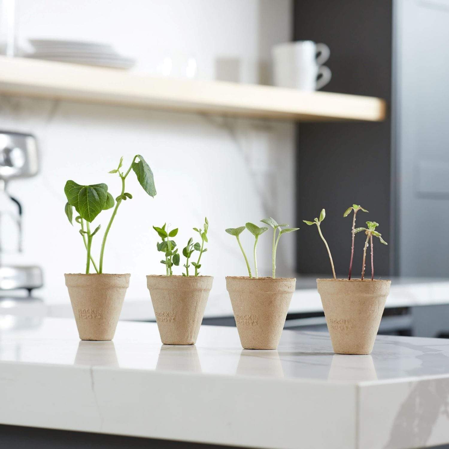 Four small biodegradable pots with young green bean and watermelon seedlings on a white countertop in a bright kitchen. - Kids Grow Kit - Science Edition - Organic Bean & Watermelon 2 Pack - Default Title - Back to the Roots