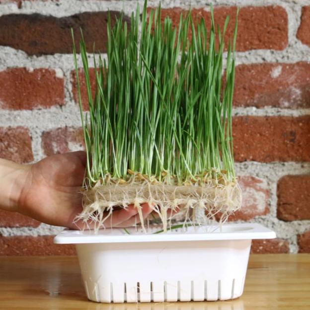 back to the roots water garden seeds Compostable Refill Kits