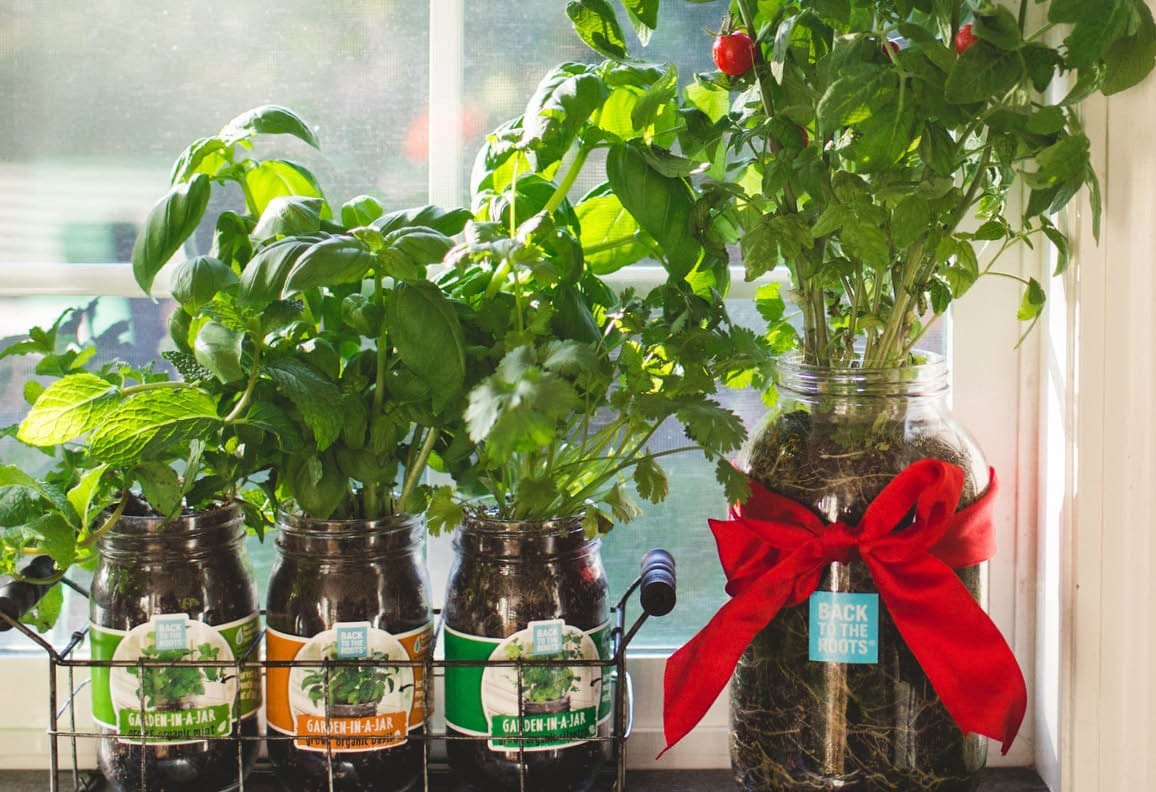 The Mason Jar Gift Set – Windowsill Herb & Veggie Garden - Back to the Roots