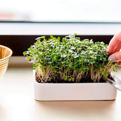 Ceramic Microgreen Grow Tray (no seeds, just planter tray)