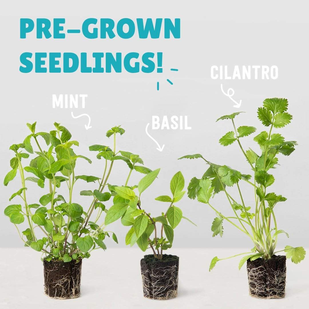 The Back to the Roots 6 Pack of Pre-Grown Basil, Mint, & Cilantro Live Seedlings are shown side by side with visible roots—ideal for starting your own kitchen herb garden.