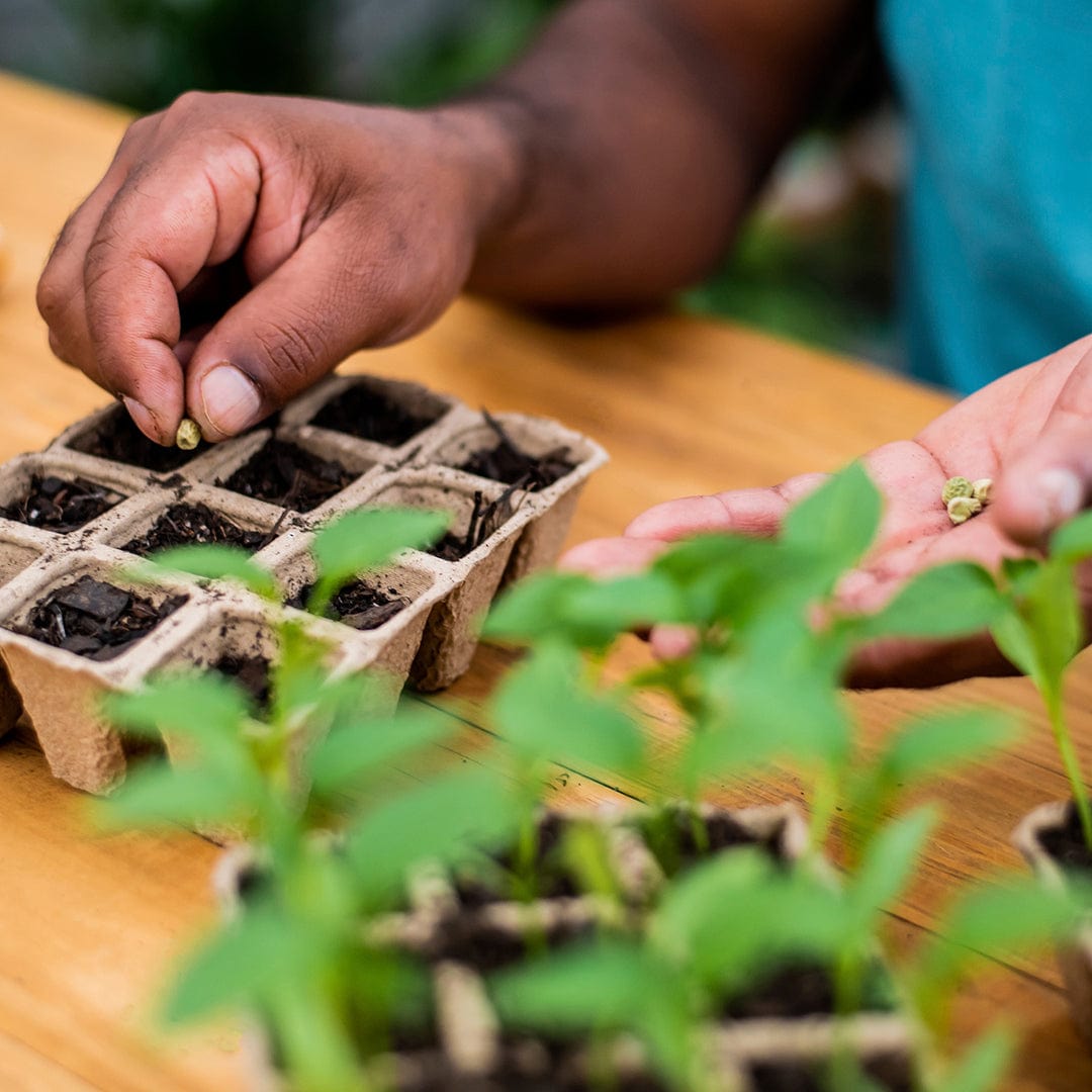Hand placing a seed into a biodegradable 12-cell seed tray filled with soil on a wooden table with green seedlings nearby. - Greenhouse Germination Kit (Organic & Plantable, 12-Cell Tray) - Default Title - Back to the Roots