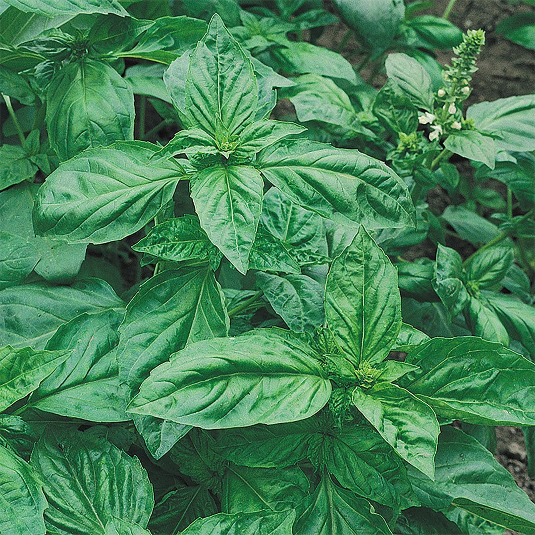 Organic Herb Garden Variety Pack - Seed Packet Bundle