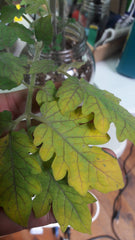 Image of Yellowing Tomato Leaves
