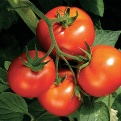 Tomato Heirloom Medley 5-Pack