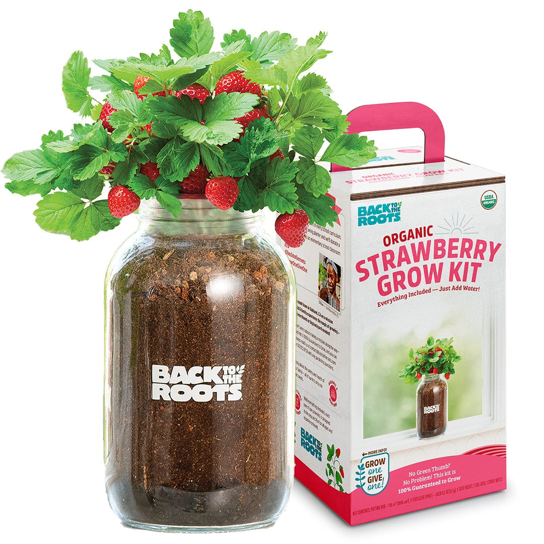 Organic Strawberry Windowsill Grow Kit 🍓 – Back to the Roots