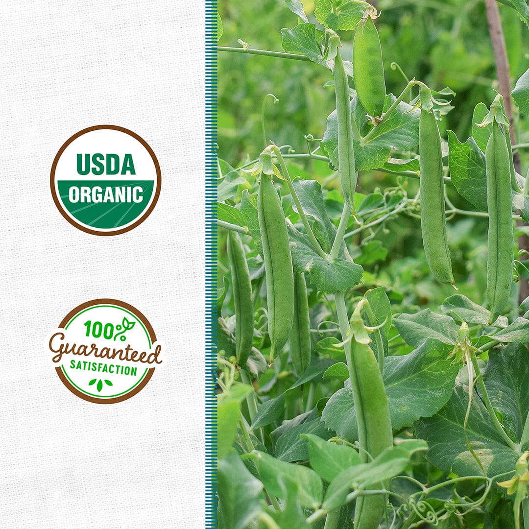 Organic Field Pea (with Oats) Cover Crop Seeds – Back to the Roots