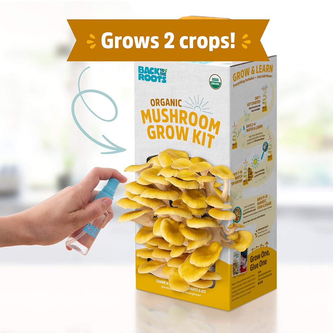 Golden Oyster Mushrooms