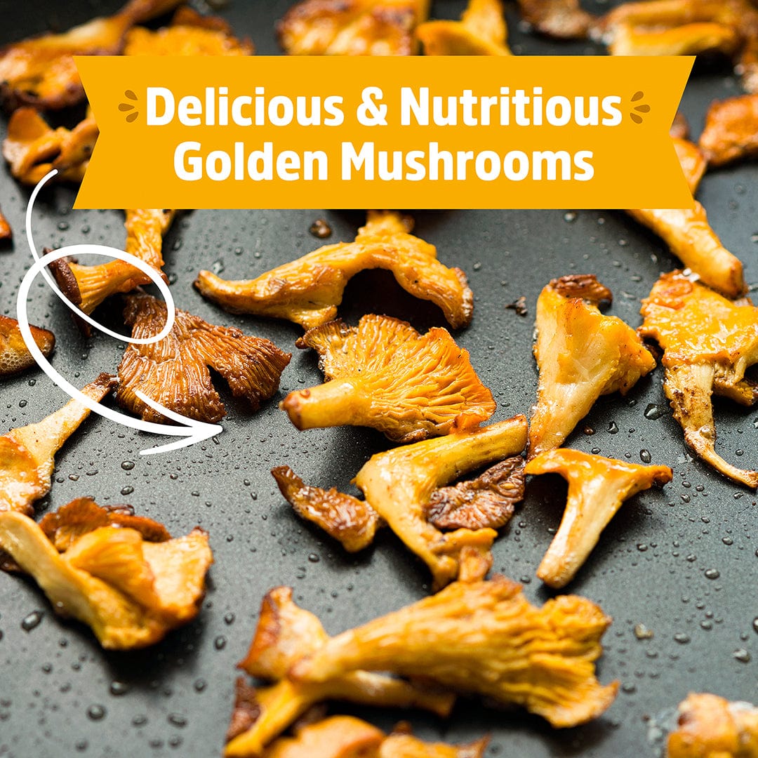 Golden Oyster Mushrooms