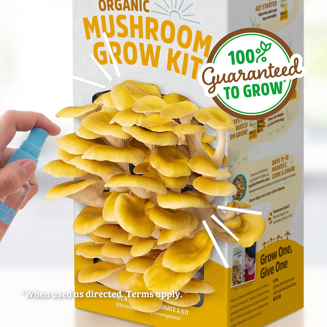 Golden Oyster Mushrooms