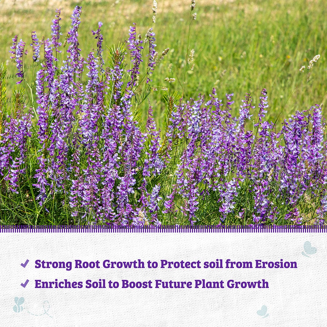 Organic Hairy Vetch Cover Crop Seeds – Back to the Roots