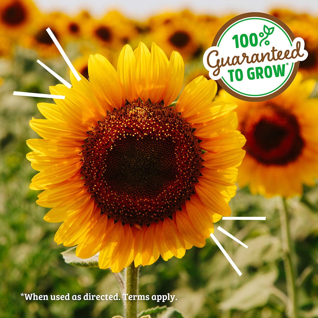 Kids Science Grow Kit Variety 3pk – Back to the Roots