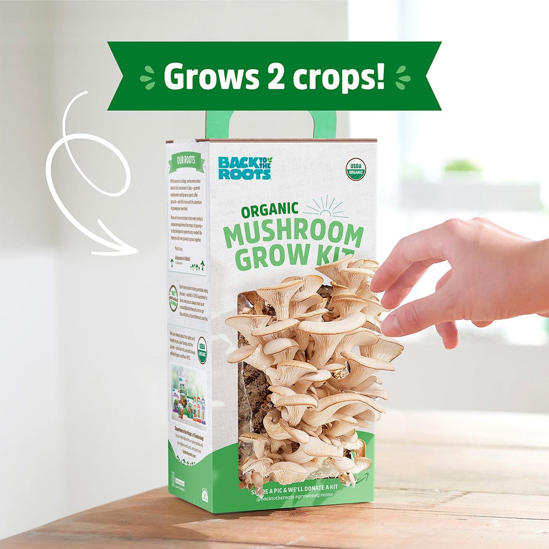 Back To The Roots Mushroom Grow Kit Instructions Original Mushroom Growing Kit by Back to the Roots – Grow Mushrooms at Home
