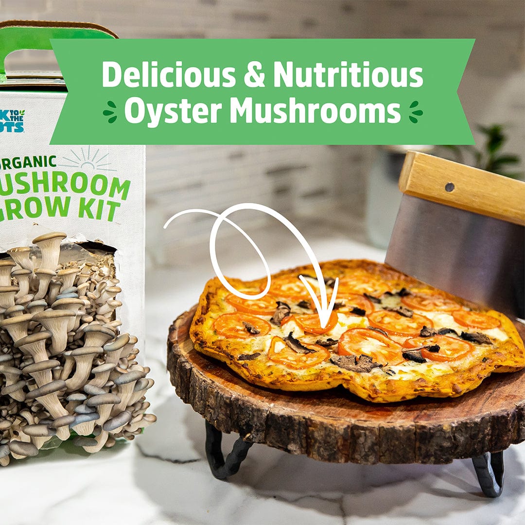 Organic Mushroom Grow Kit