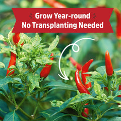 Organic Chili Pepper Windowsill Planter (Complete Mason Jar Grow Kit) 🌶️