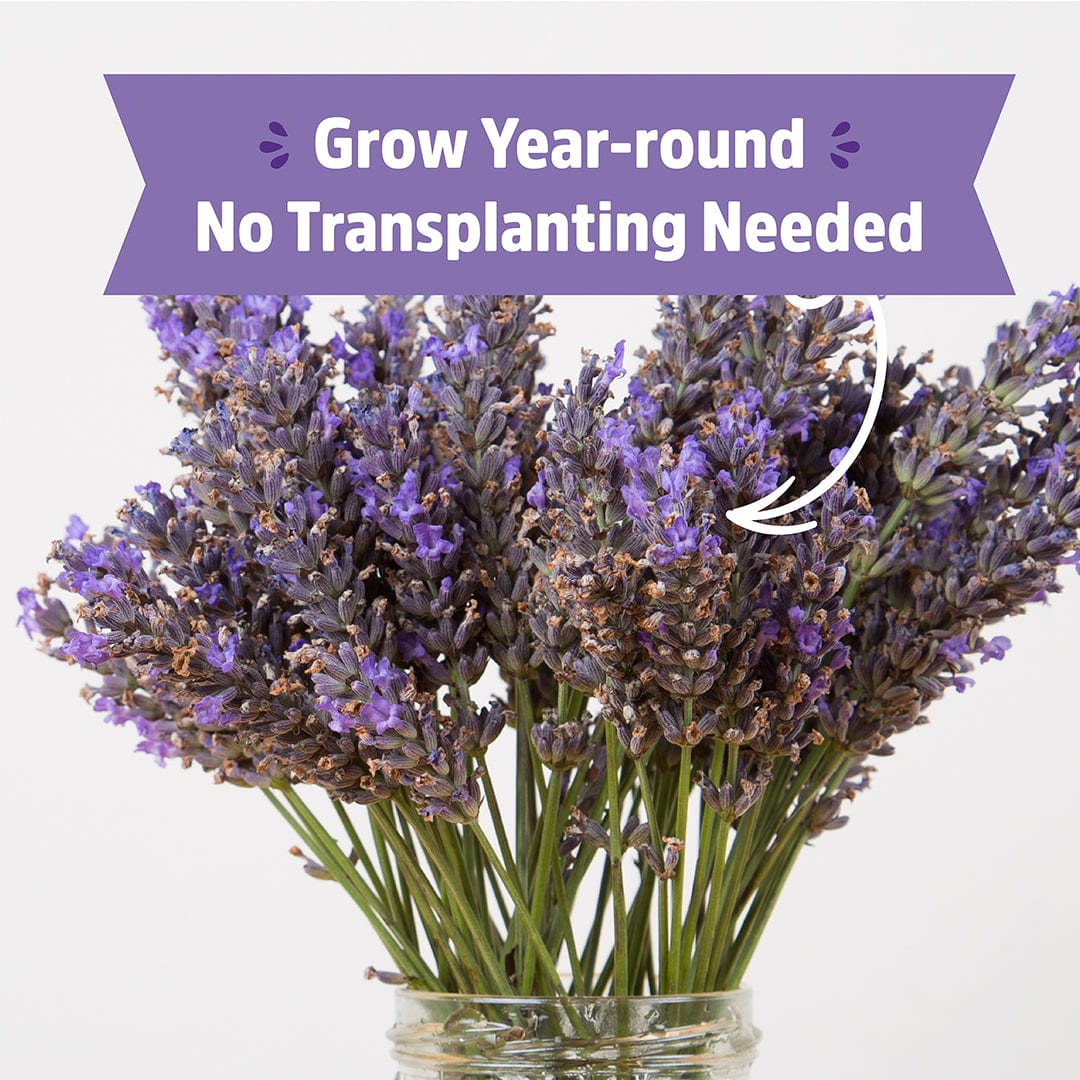 Organic Lavender Windowsill Planter 💜 – Back to the Roots
