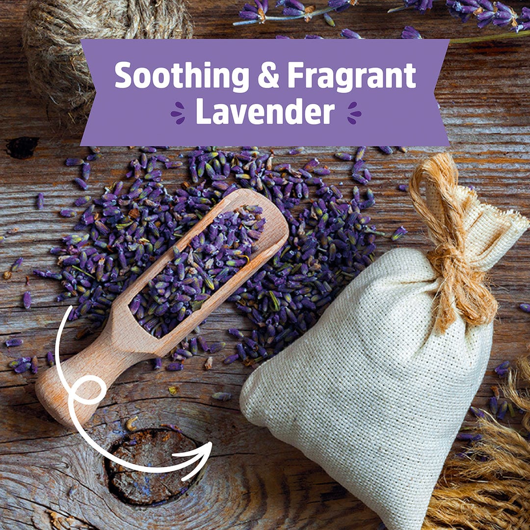 back to the roots lavender planter Back to the Roots - Organic Lavender Windowsill Planter Growing Kit - Everything Included - Grow In-Home Year Round