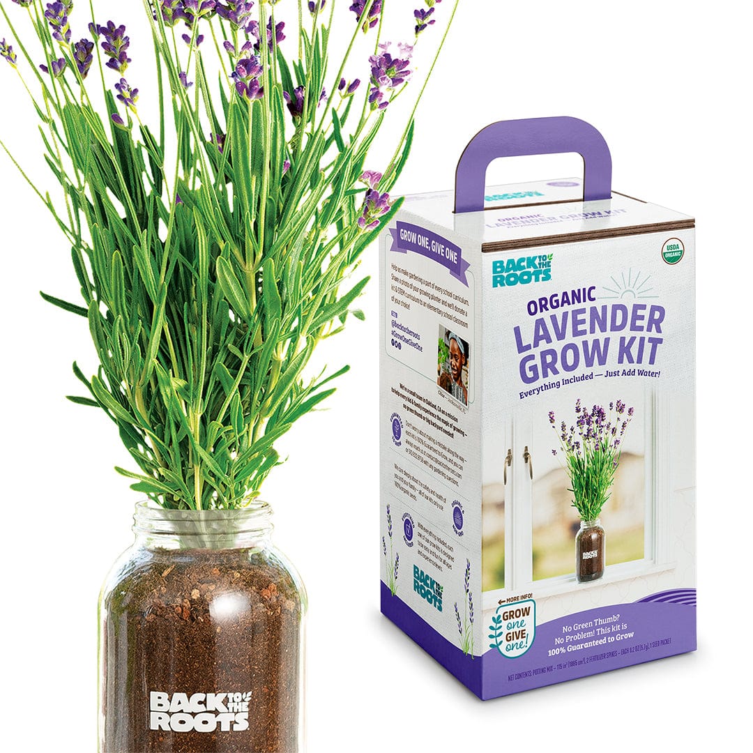 rootsページ Organic Lavender Windowsill Planter 💜 – Back to the Roots