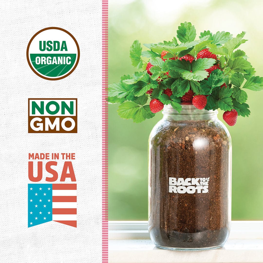 Organic Strawberry Windowsill Grow Kit 🍓 – Back to the Roots