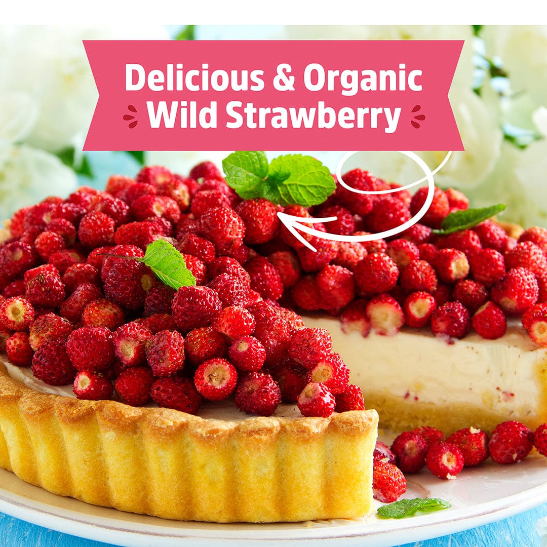 Organic Strawberry Windowsill Grow Kit 🍓