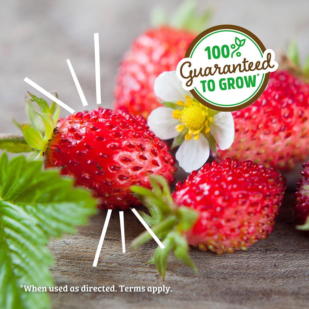 buy organic strawberry seeds Organic Strawberry Windowsill Grow Kit 🍓