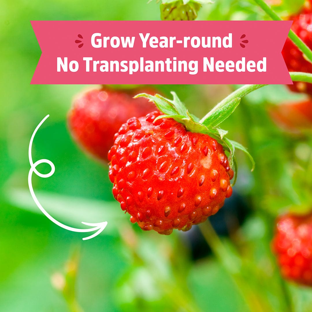 Organic Strawberry Windowsill Grow Kit 🍓