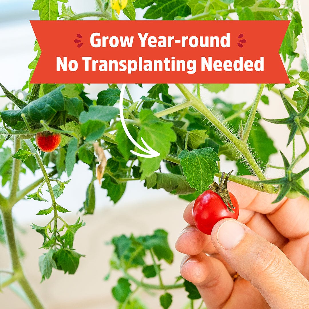 planting cherry tomato seeds indoors Organic Cherry Tomato Windowsill Planter (Complete Mason Jar Grow Kit) – Back to the Roots