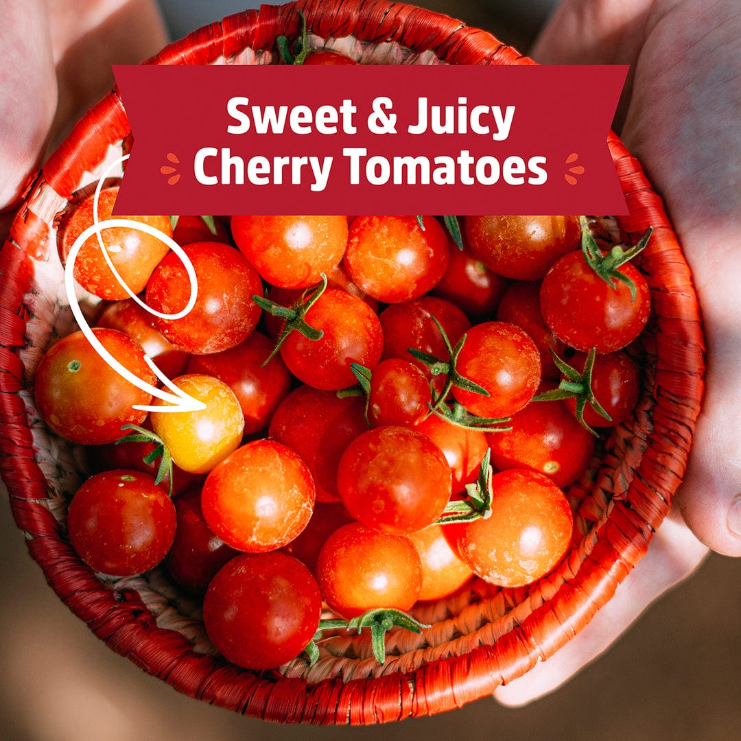 Organic Cherry Tomato Windowsill Planter (Complete Mason Jar Grow