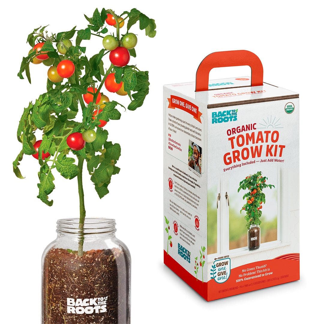 Organic Cherry Tomato Windowsill Planter (Complete Mason Jar Grow Kit) 🍅