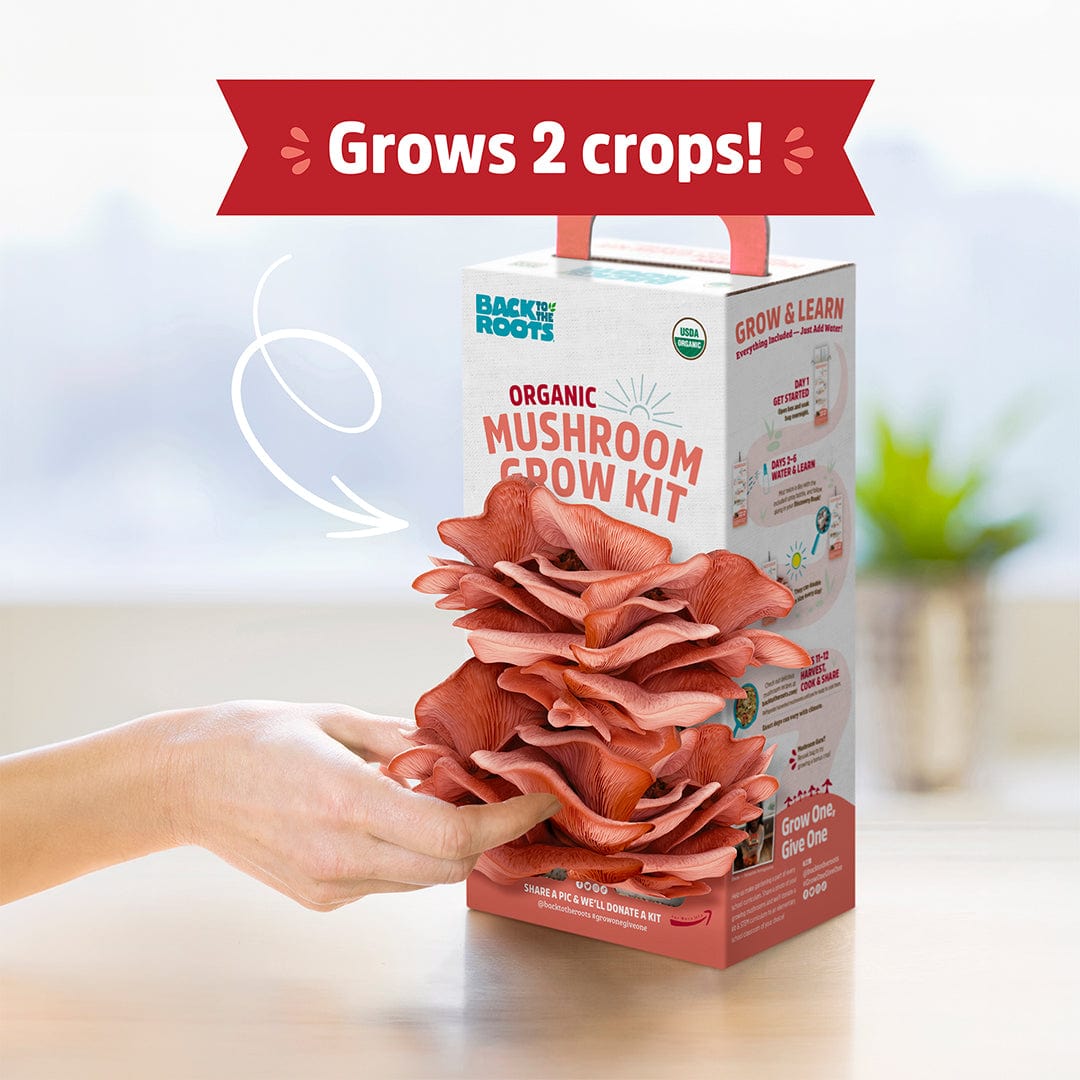 Organic pink oyster mushrooms growing from a compact white and red indoor grow kit box labeled "Back to the Roots". - Organic Pink Mushroom Grow Kit - Default Title - Back to the Roots