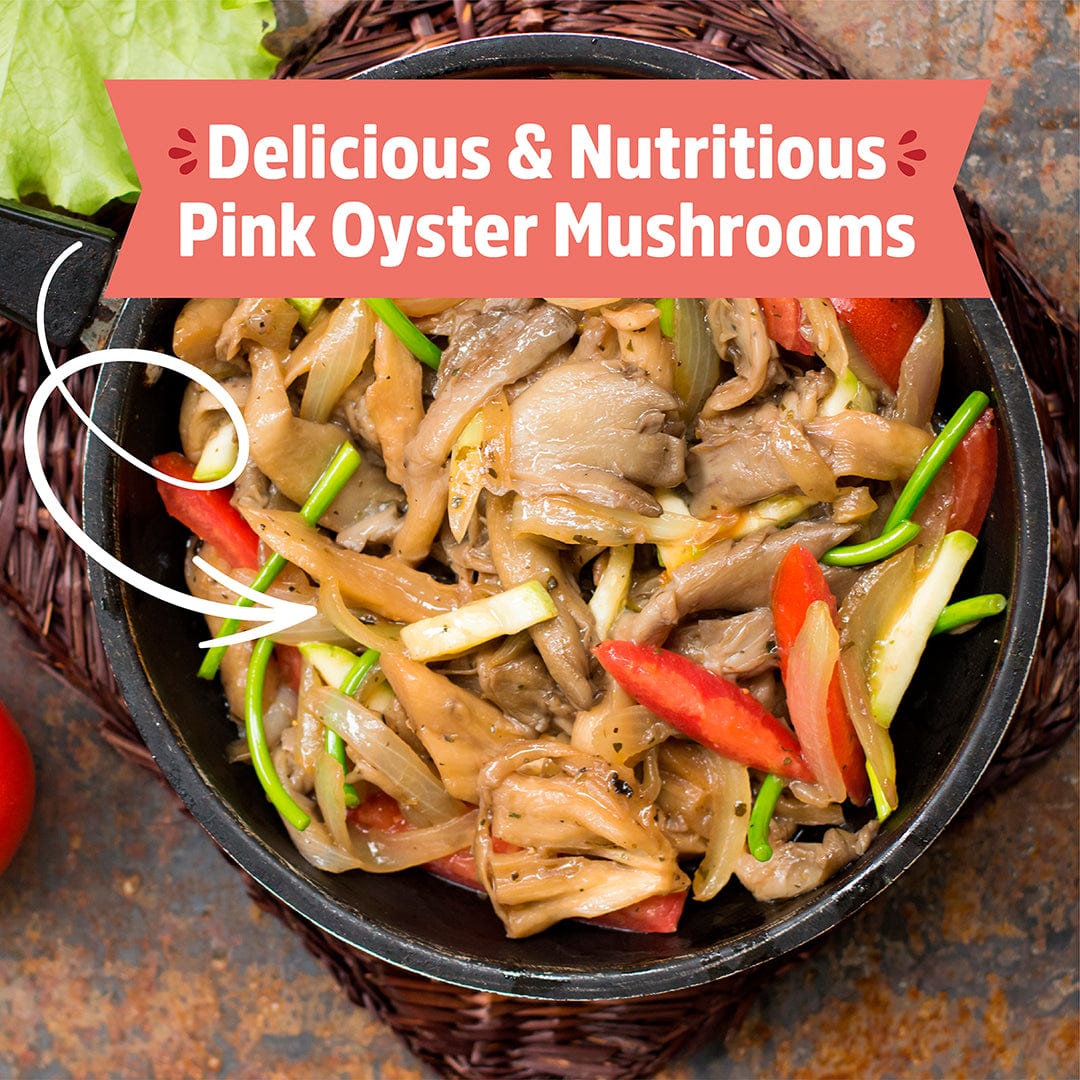 Cooked pink oyster mushrooms with red chili and green onions in a black bowl. - Organic Pink Mushroom Grow Kit - Default Title - Back to the Roots