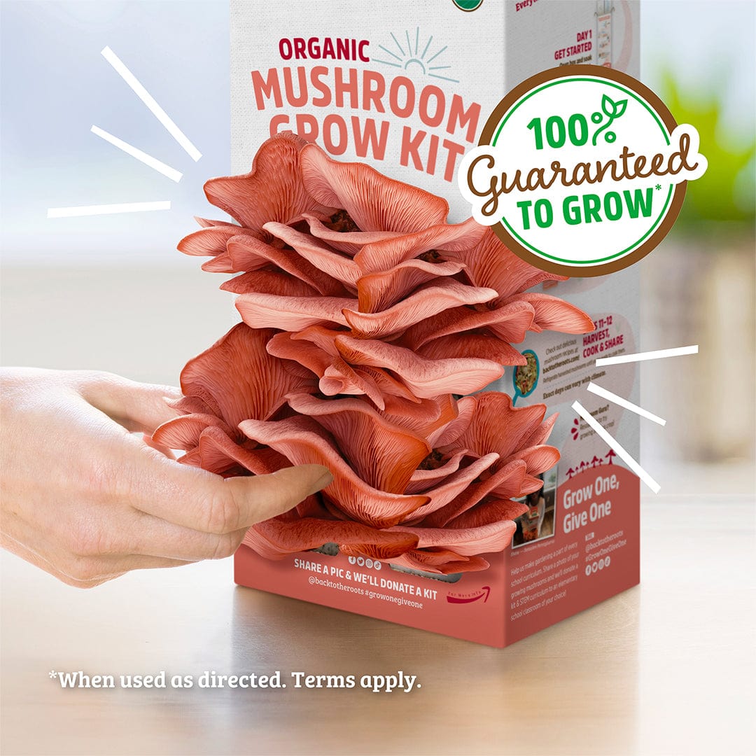 Organic pink oyster mushrooms growing from a red and white grow kit box with hands holding the cluster. - Organic Pink Mushroom Grow Kit - Default Title - Back to the Roots