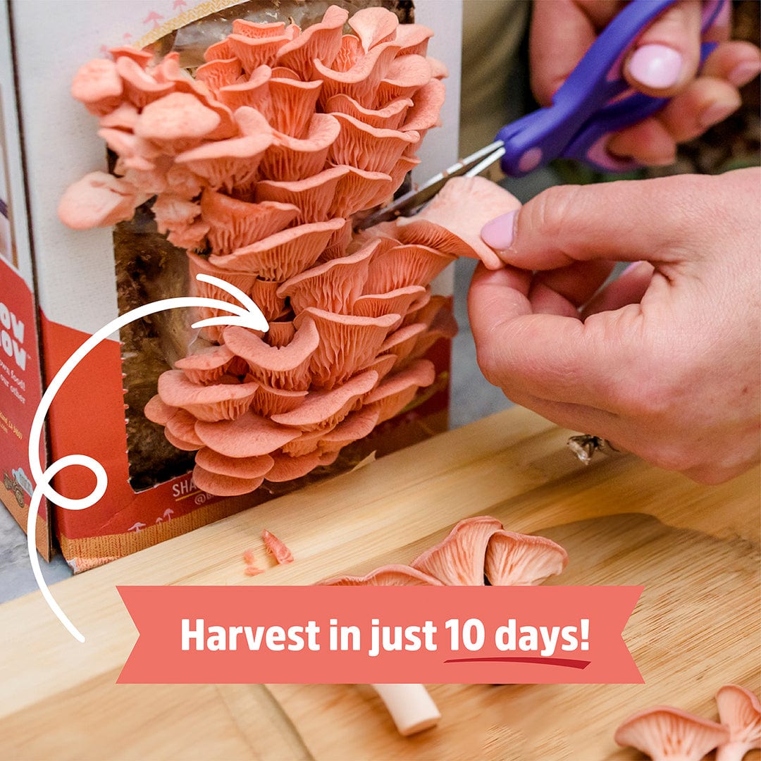 Hands trimming vibrant pink oyster mushrooms growing from a compact indoor mushroom kit on a wooden surface. - Organic Pink Mushroom Grow Kit - Default Title - Back to the Roots