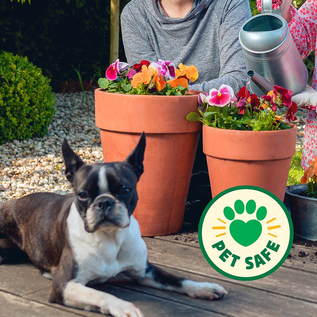 A black and white dog rests on a wooden deck near potted flowers, with a "Pet Safe" label and a Back to the Roots Natural & Organic ALL-PURPOSE Plant Food container in front, as someone waters plants in the background.