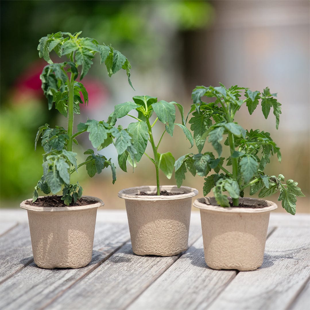 plant pot seed starter Back to the Roots Organic & Plantable 4.25" Wide Seed Starting Pots (8 ct)