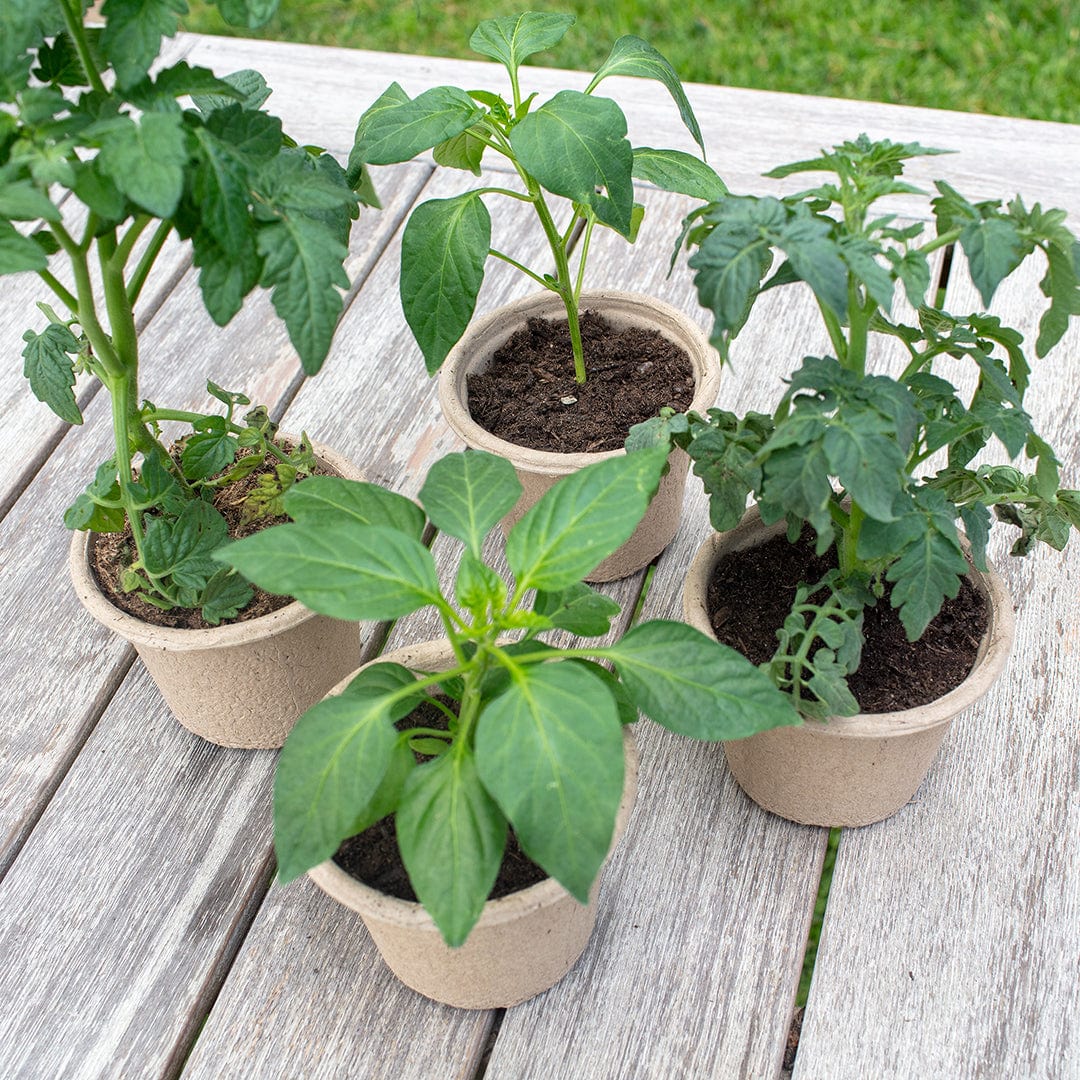 starter pot plants Back to the Roots Organic & Plantable 4.25" Wide Seed Starting Pots (8 ct)