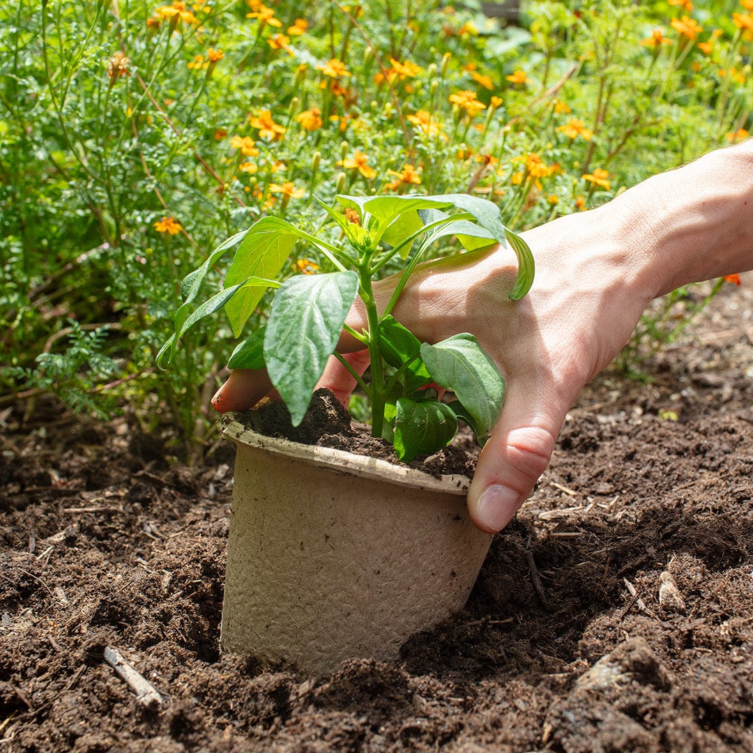 planting saplings in pots Organic & Plantable 4.25" Seed Starting Pots (8 ct) – Back to the Roots
