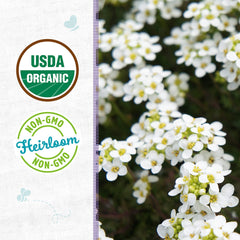 Organic Alyssum Seeds — 'Sweet White'