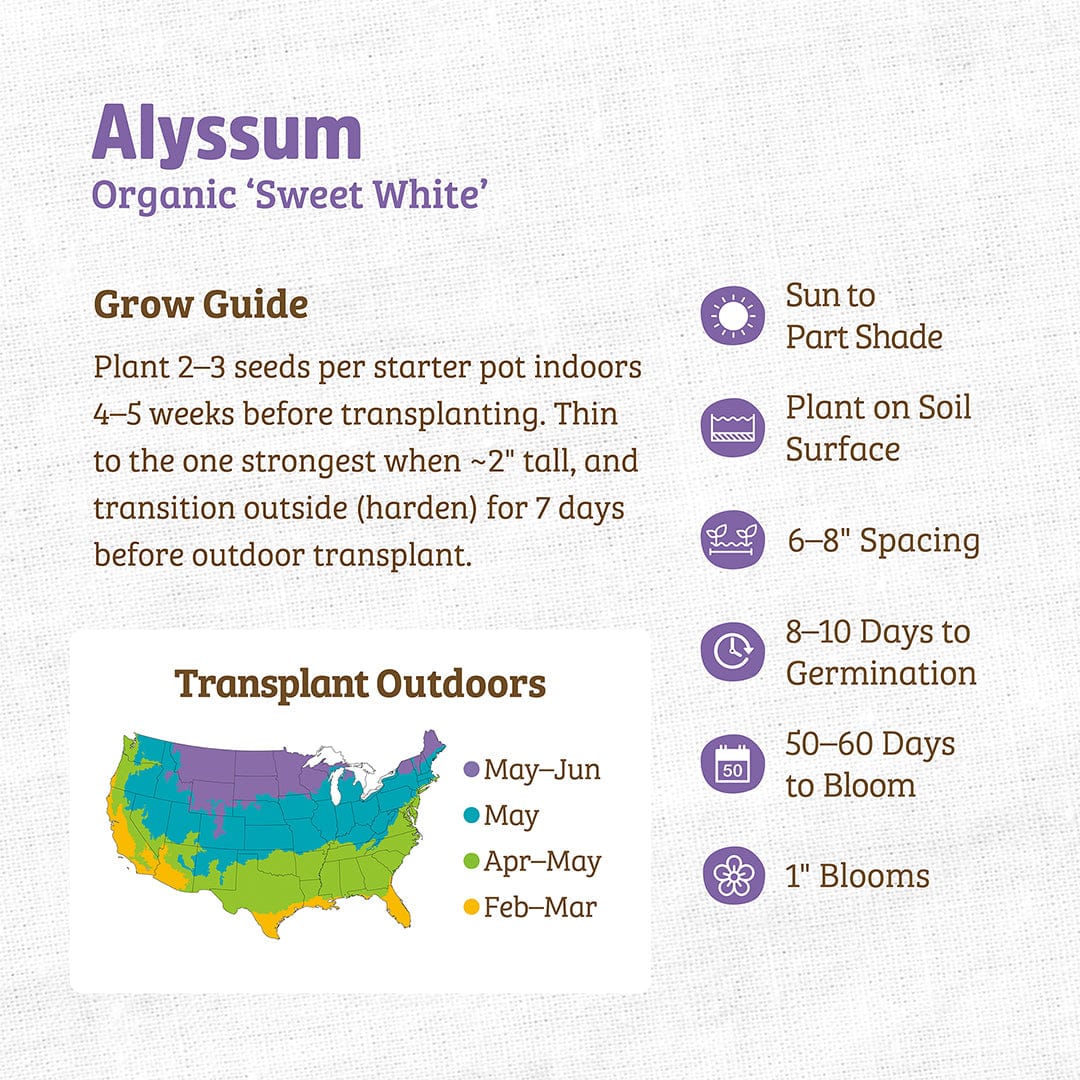 planting alyssum seeds in pots Organic Alyssum Seeds — 'Sweet White' – Back to the Roots