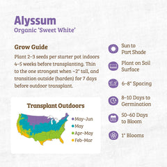 Organic Alyssum Seeds — 'Sweet White'