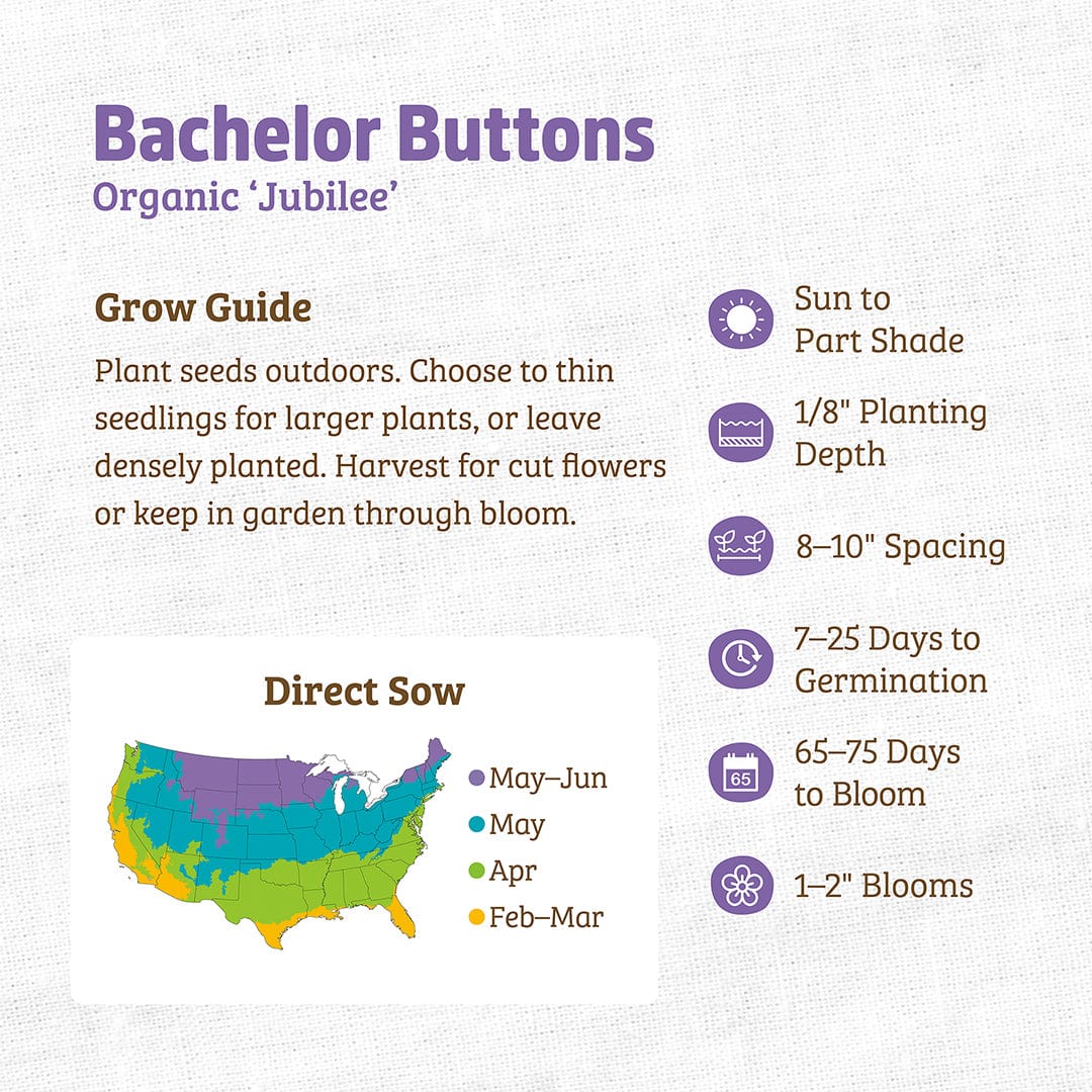planting bachelor button seeds Organic Bachelor Buttons Seeds — 'Jubilee'