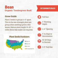 Organic Bean Seeds — 'Tendergreen Bush'