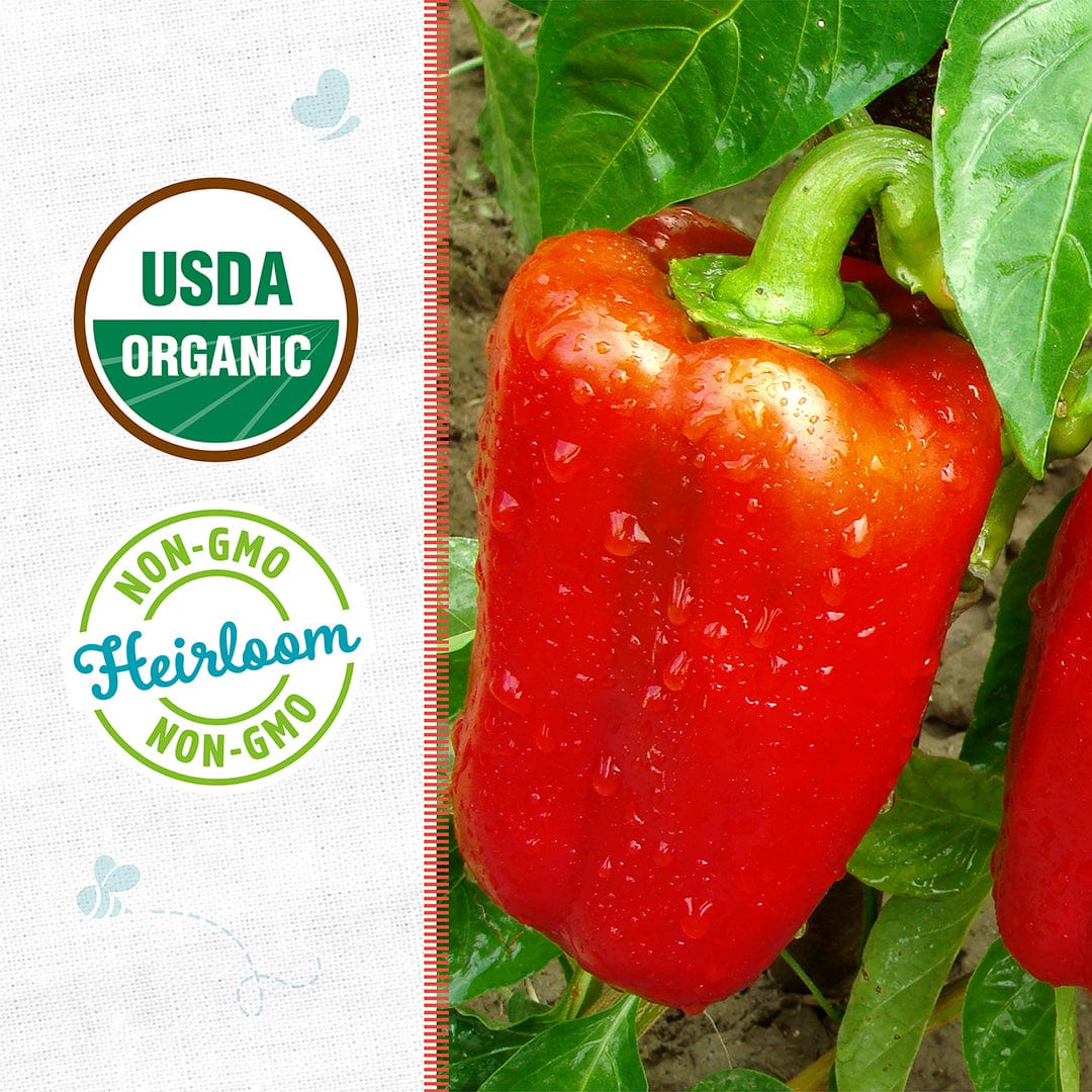 Back to the Roots Bell Pepper Seeds - Thumbnail 3