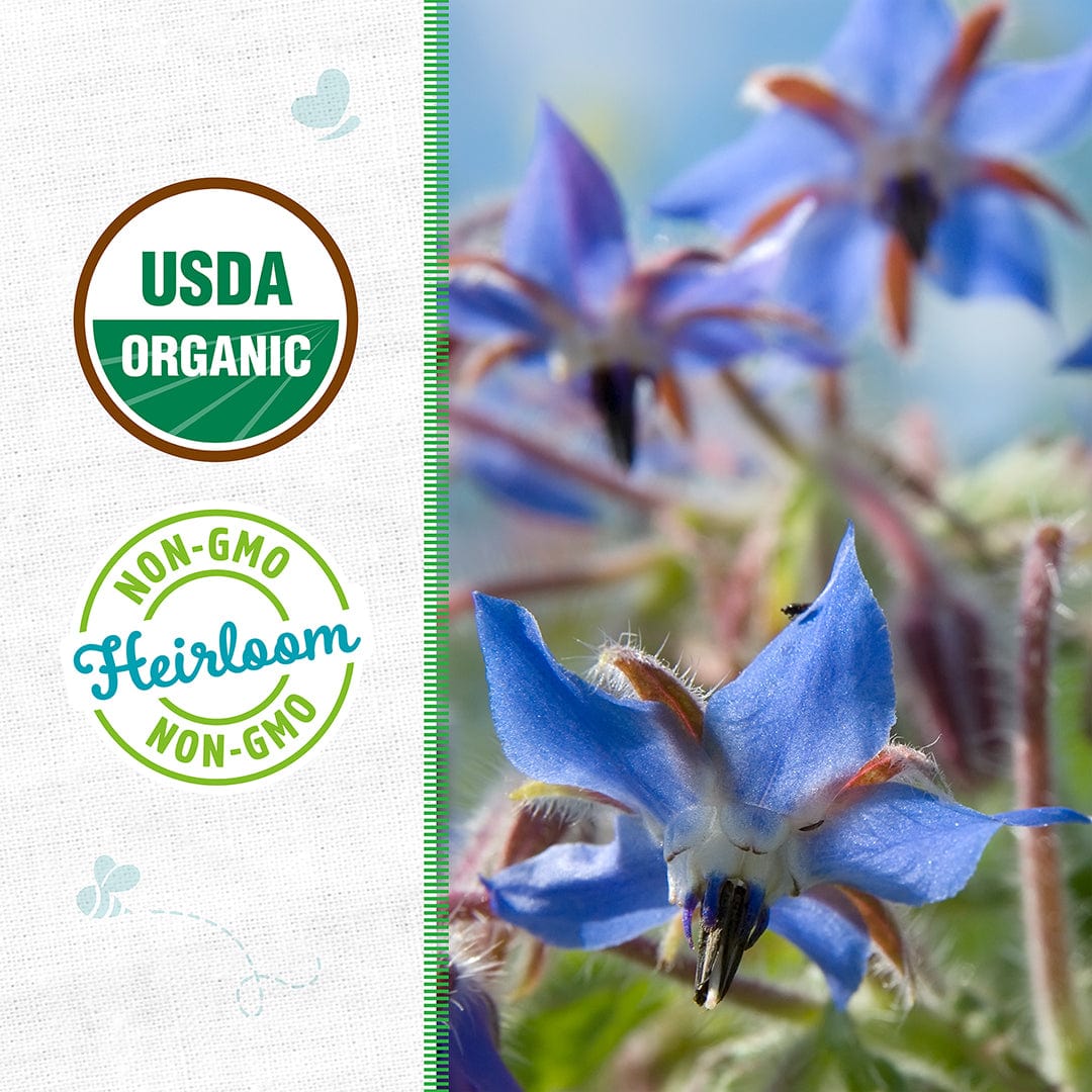 plant borage seeds Organic Borage Blue Starflower Heirloom Seeds