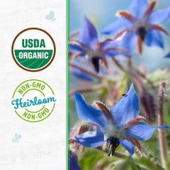 Organic Borage Seeds — 'Blue Starflower'