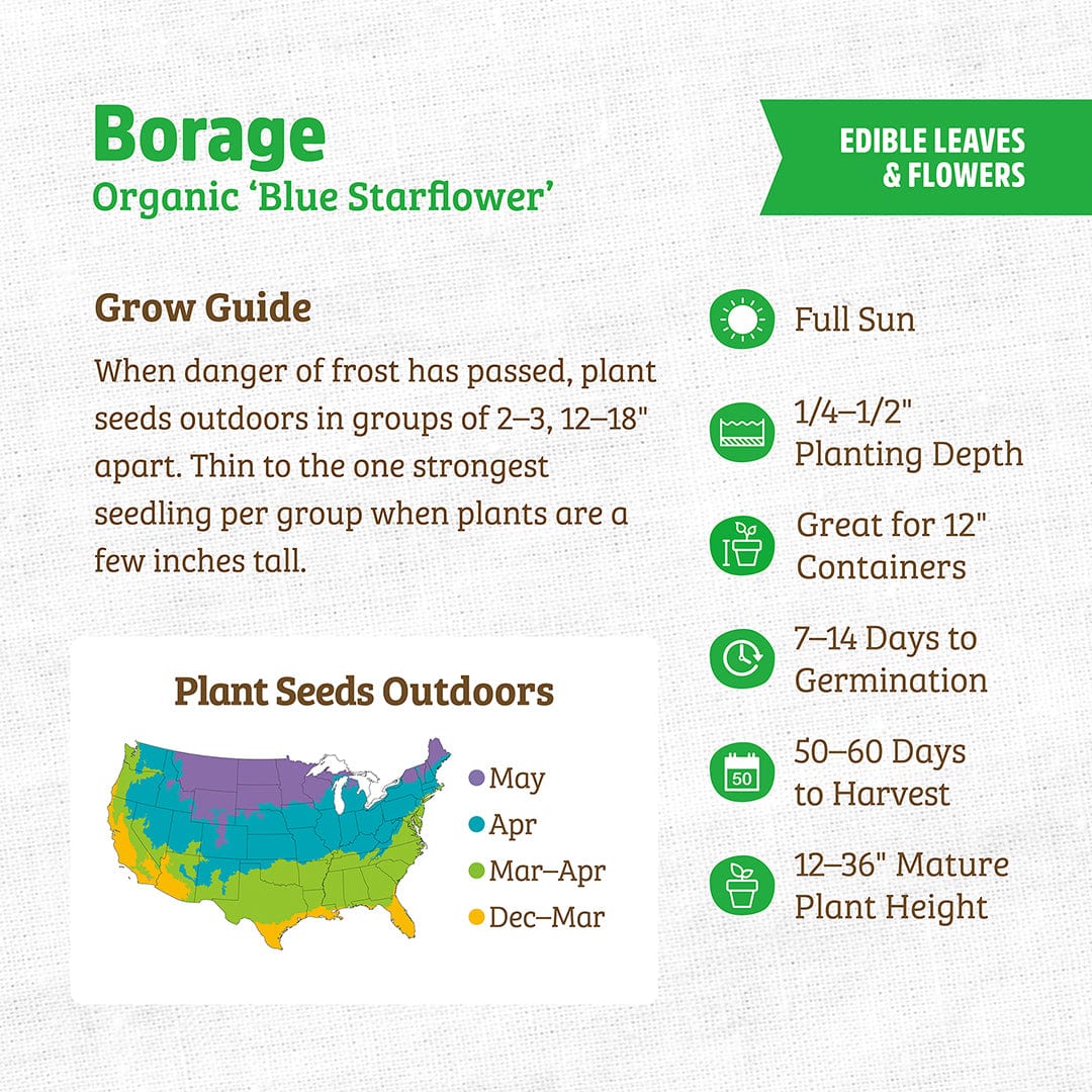 where to plant borage seeds Organic Borage Seeds — 'Blue Starflower' – Back to the Roots